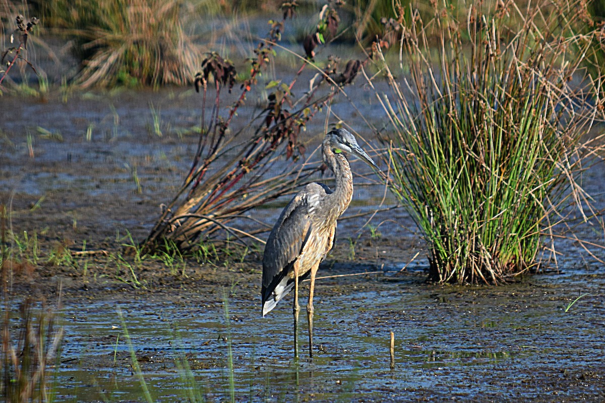 Great Blue Heron - ML34476671