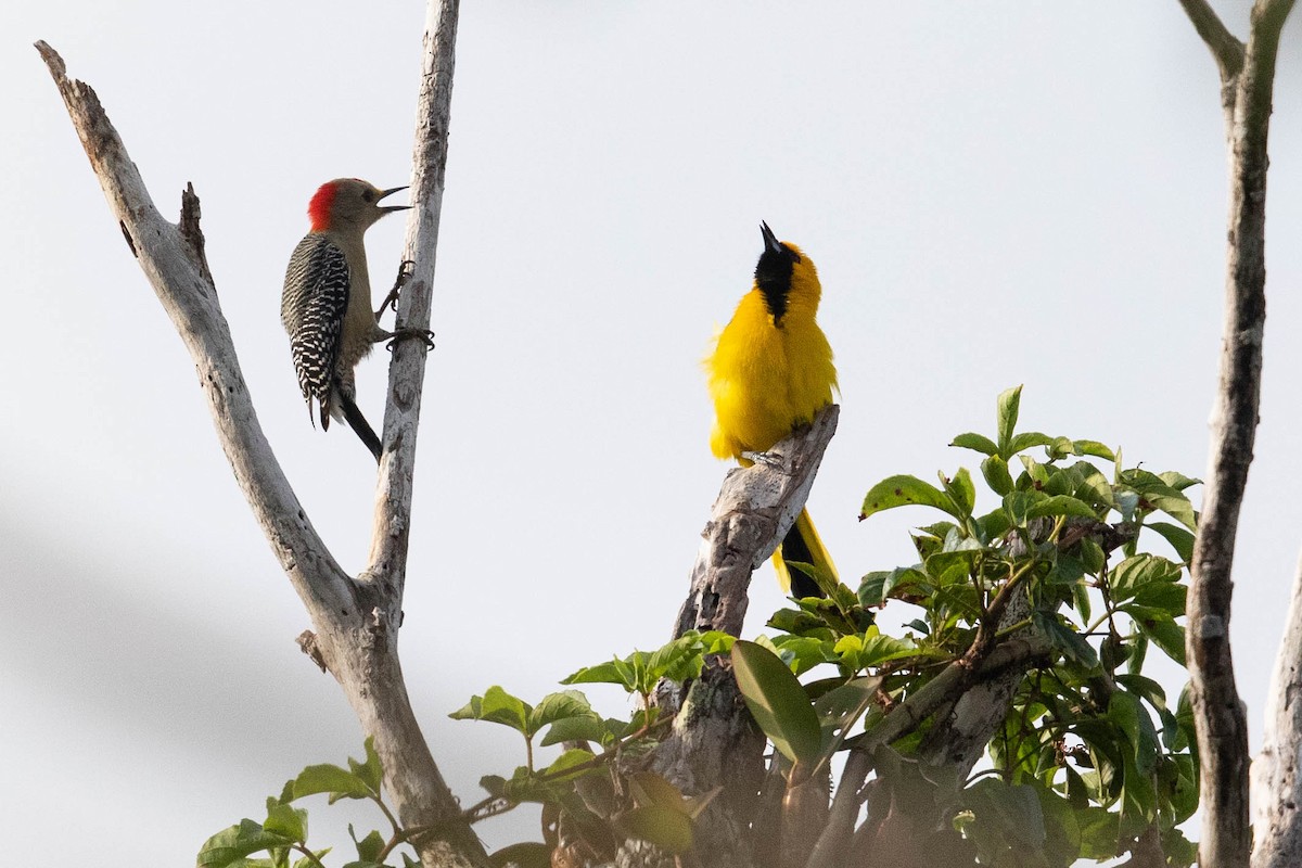 Yucatan Woodpecker - Eric VanderWerf