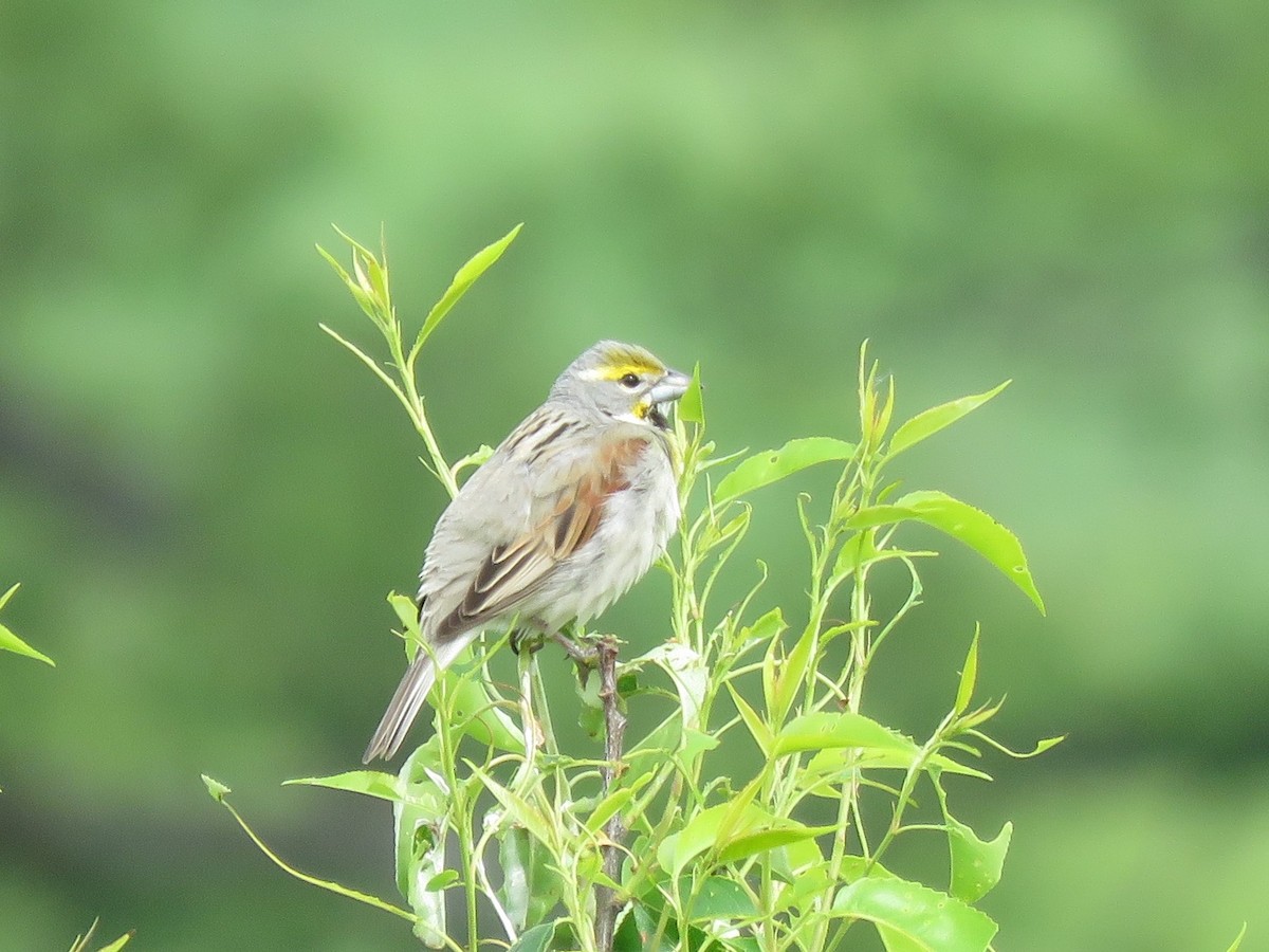 Dickcissel - ML344767441