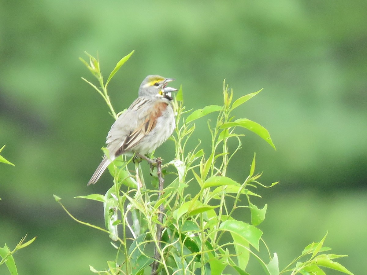 Dickcissel - ML344767451