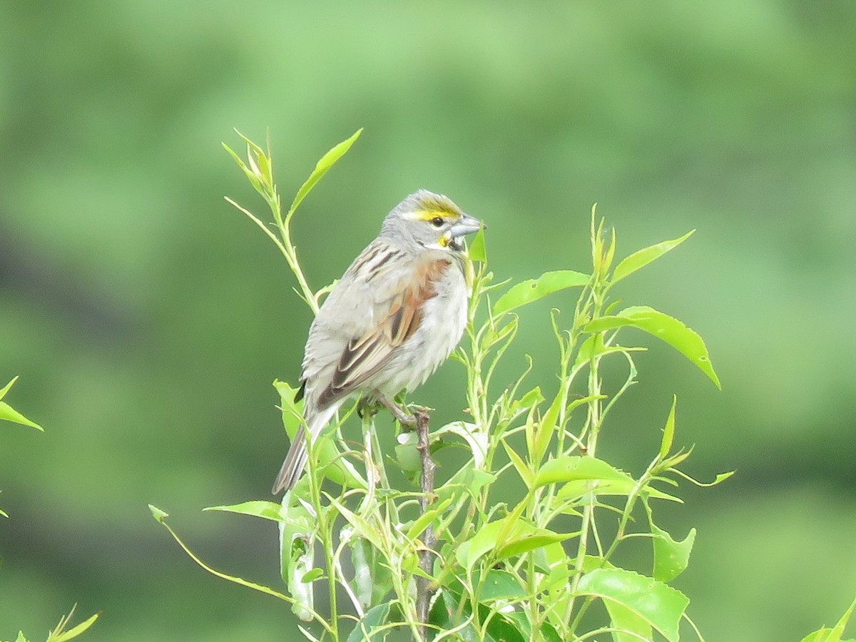 Dickcissel - ML344767461