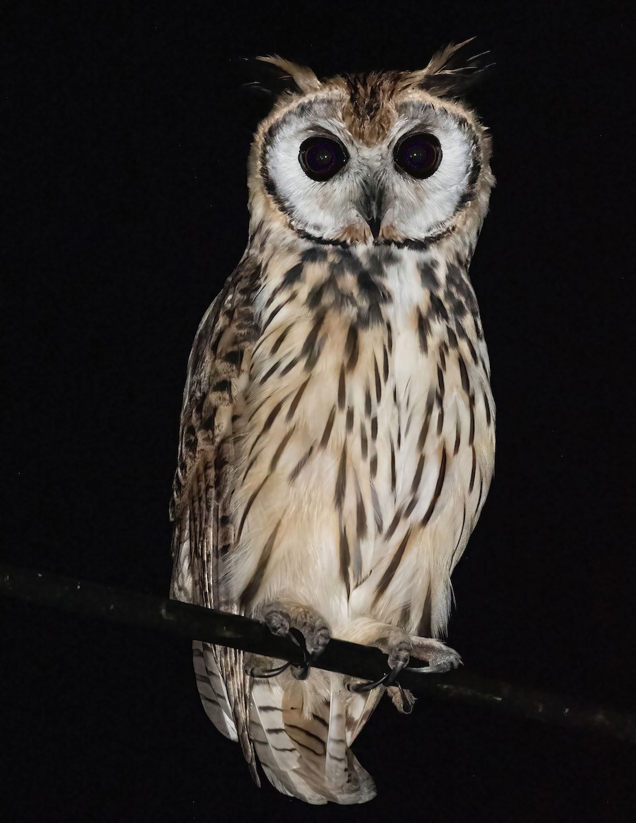 Striped Owl - David Mora Vargas