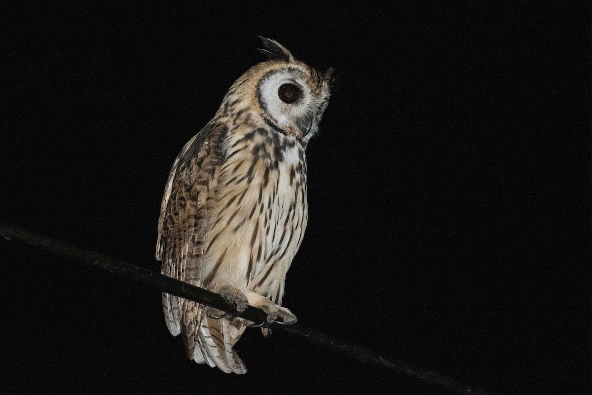 Striped Owl - ML344767661
