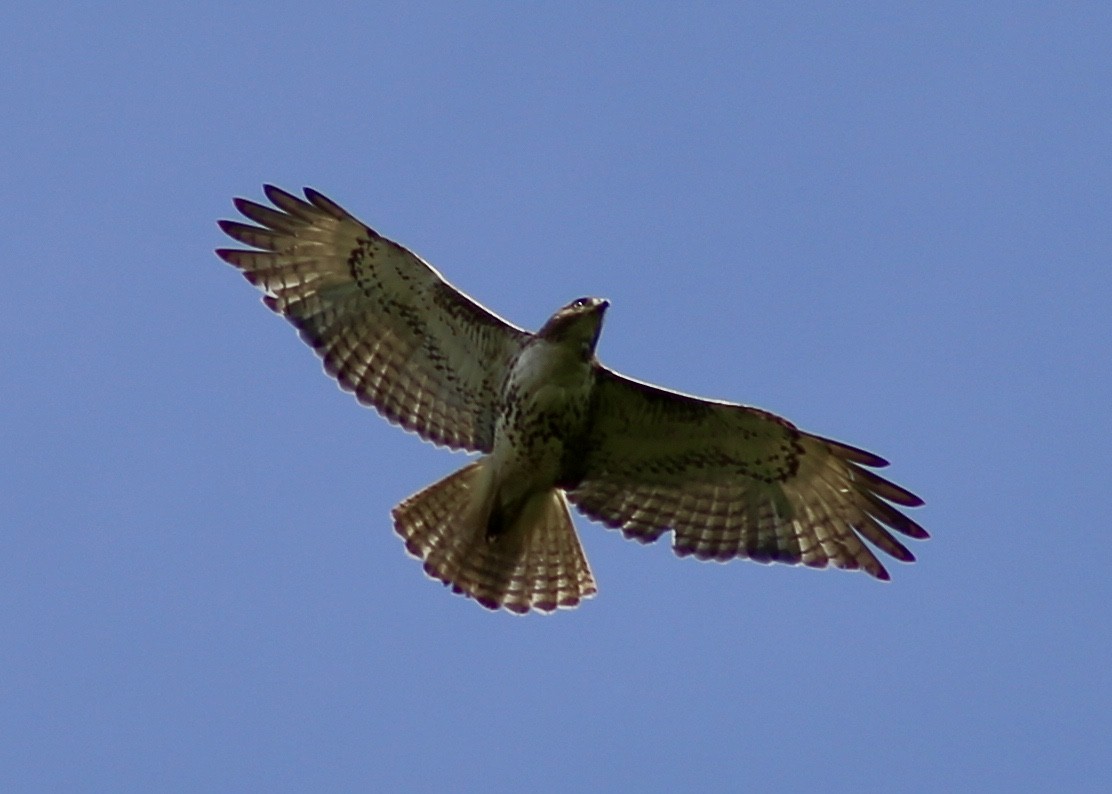 Red-tailed Hawk - ML344768351