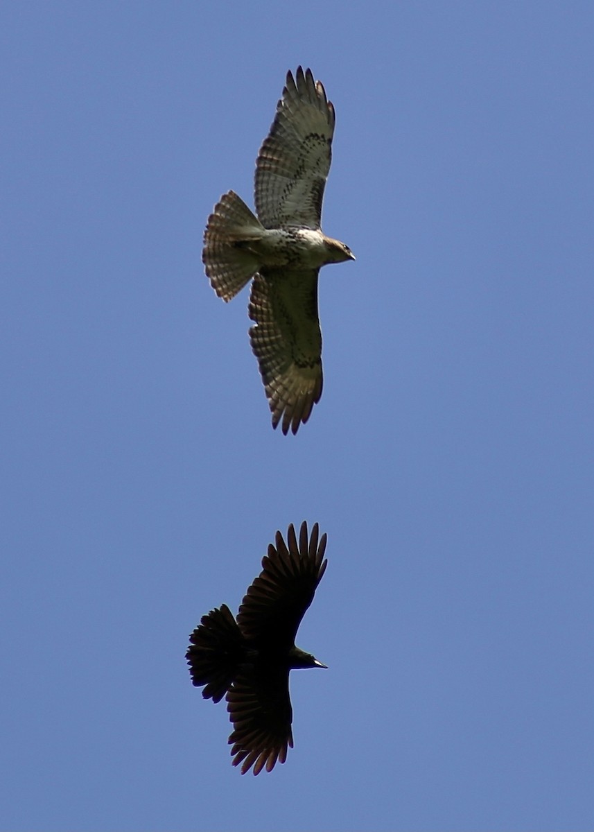 Red-tailed Hawk - ML344768361