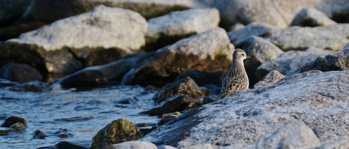 Semipalmated Sandpiper - Monica Siebert