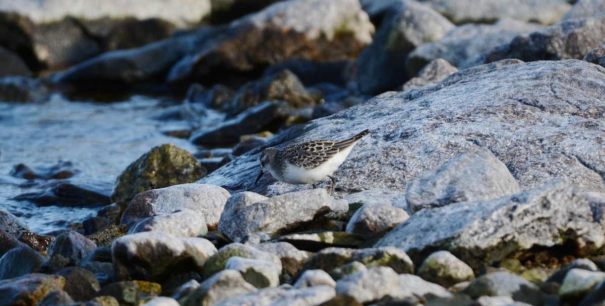 Semipalmated Sandpiper - ML34476961