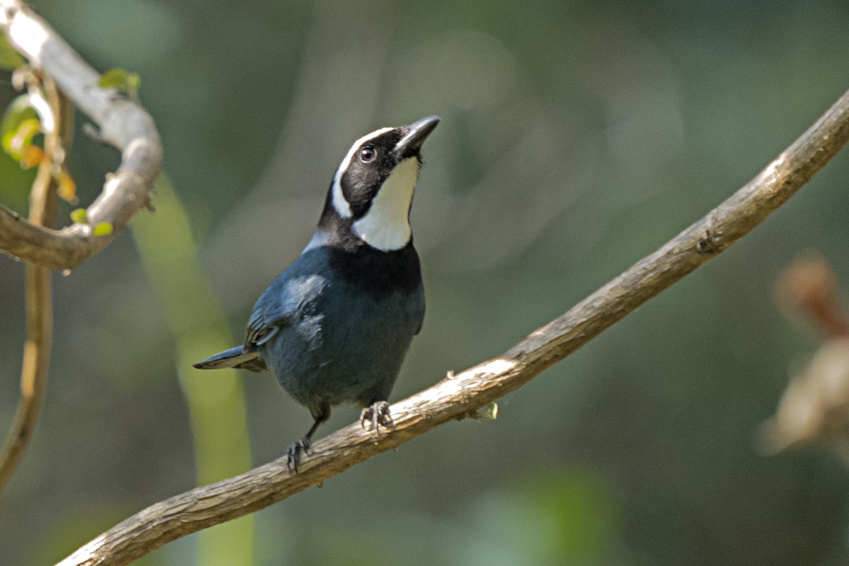 White-throated Jay - ML344769671