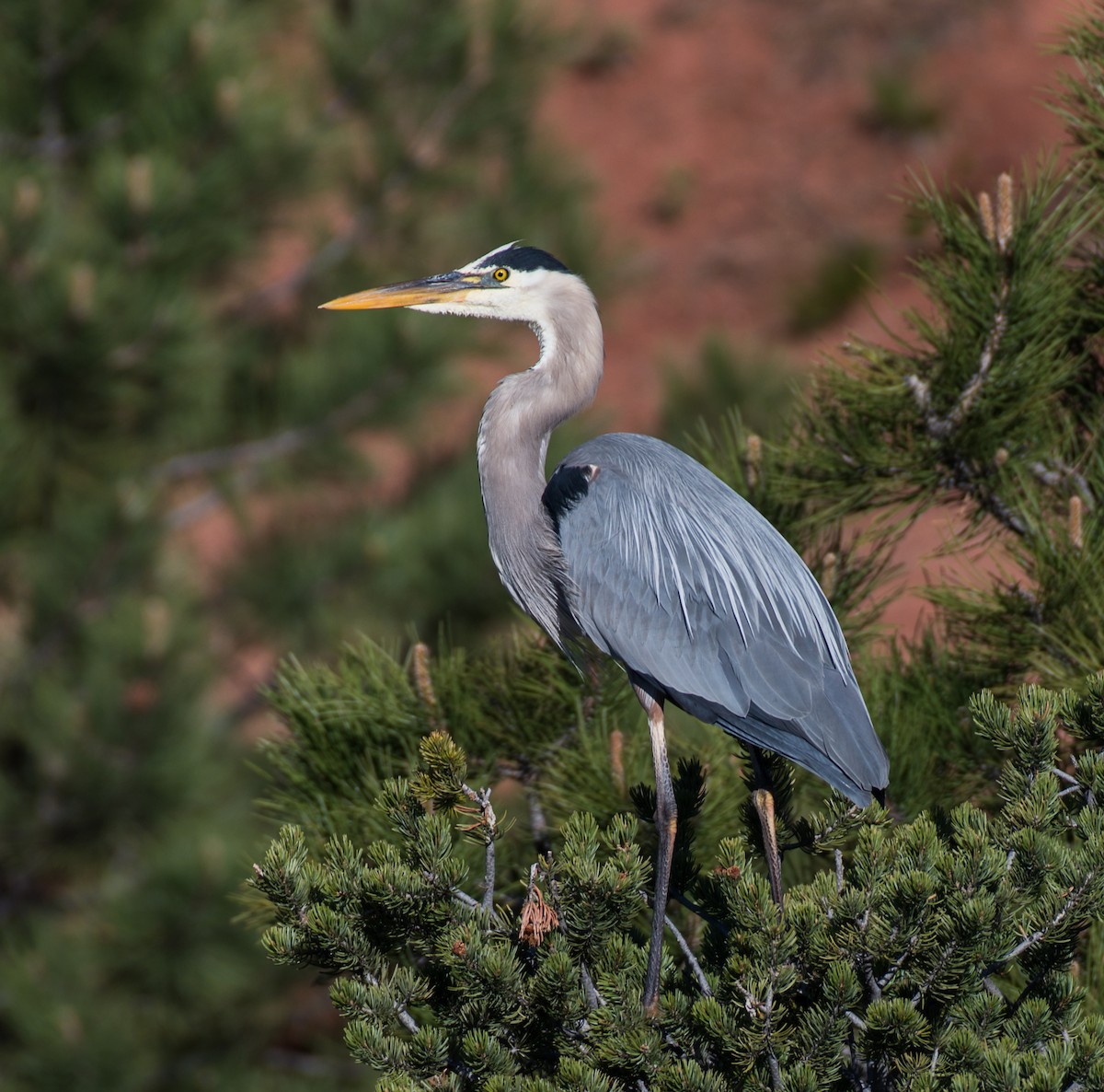 Great Blue Heron - ML344771721