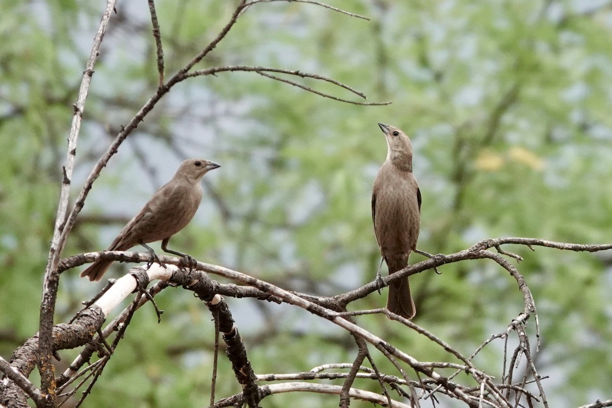 Brown-headed Cowbird - ML344774111