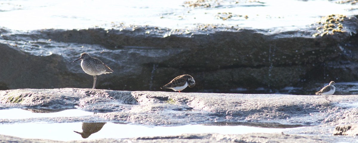 Willet (Eastern) - ML344775081