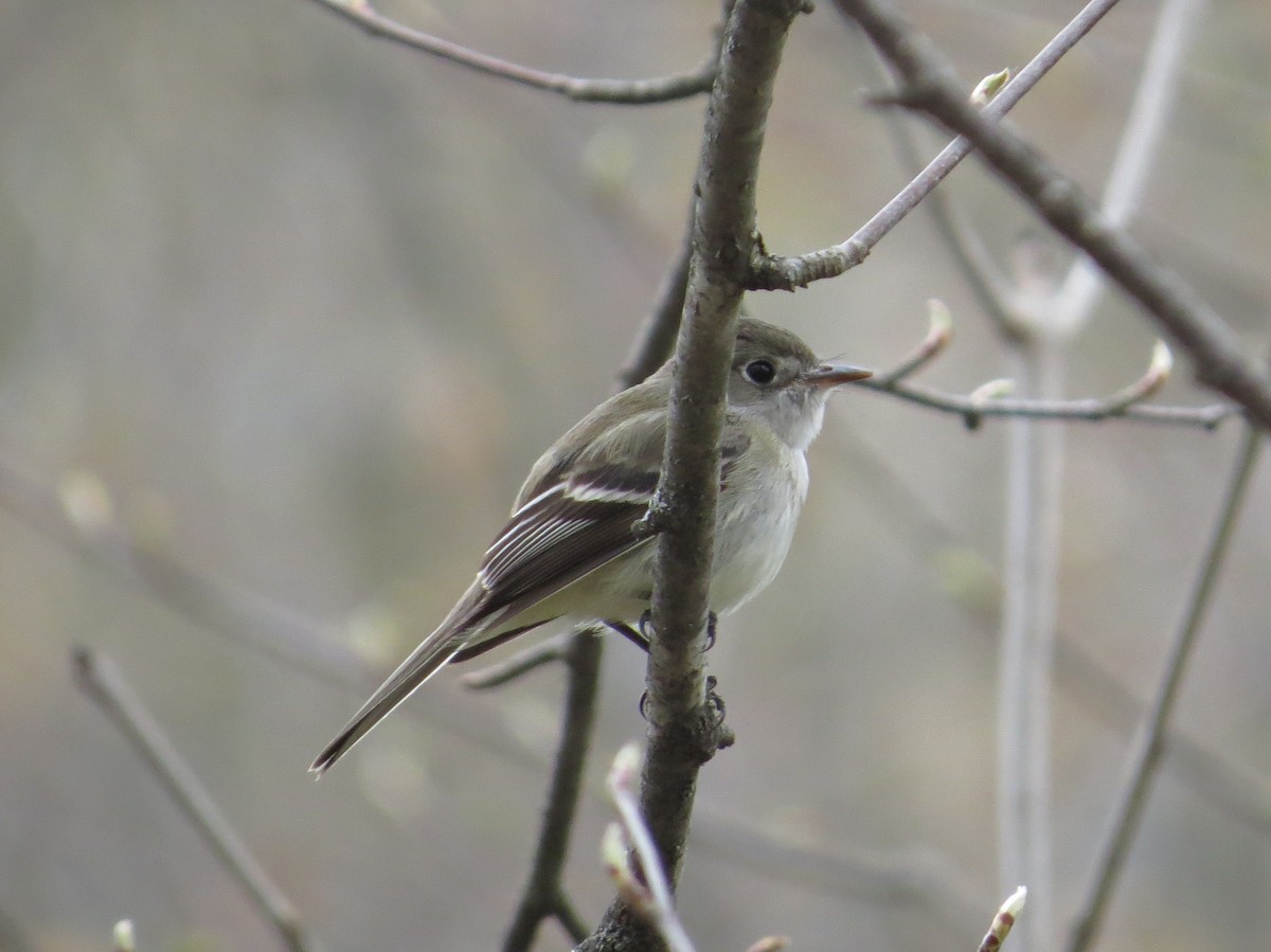 Least Flycatcher - ML344776701