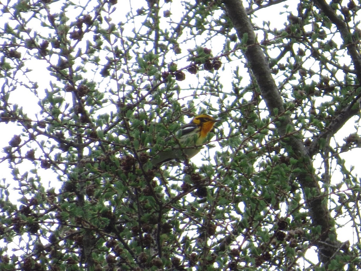 Blackburnian Warbler - ML344776731