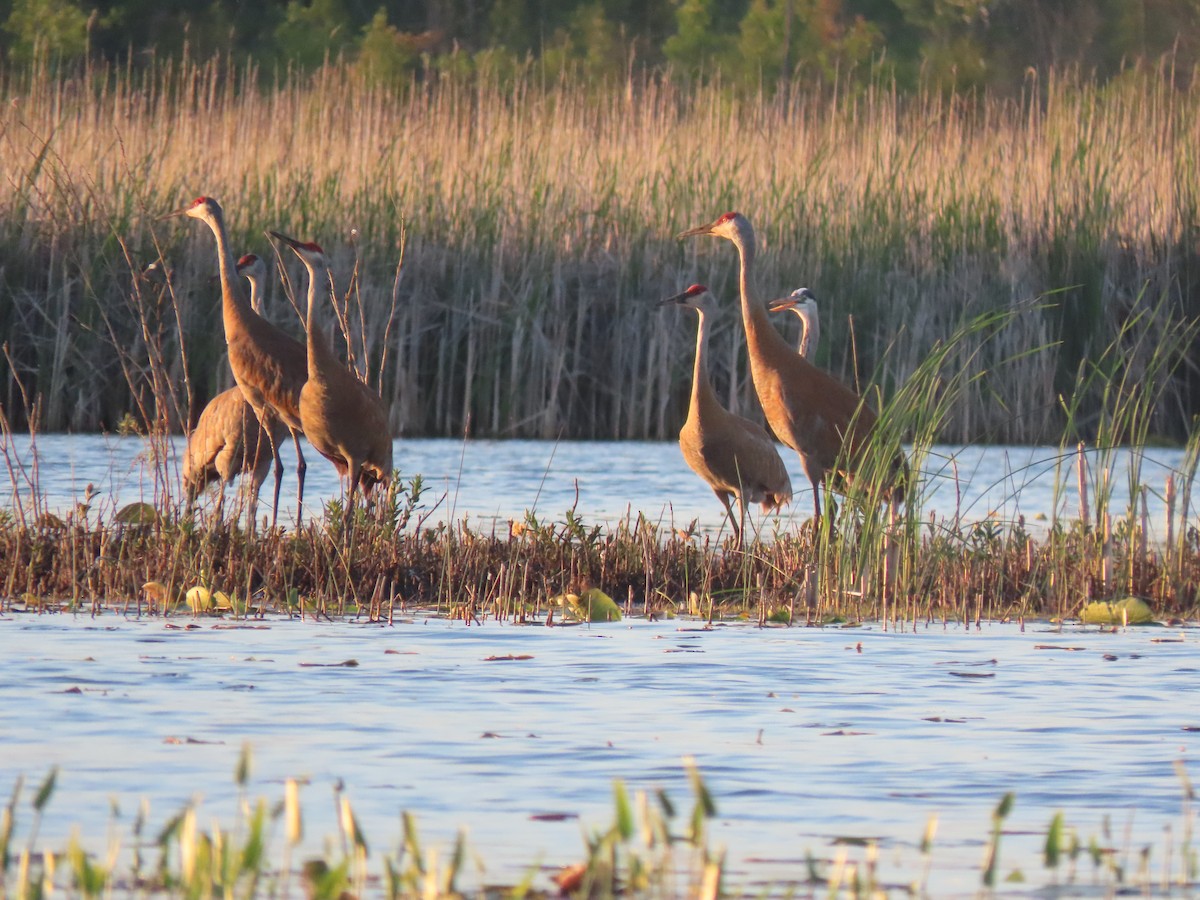 Sandhill Crane - ML344776951