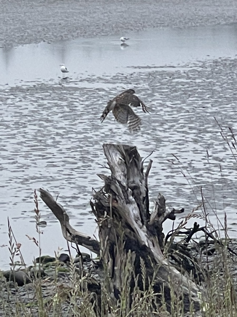 Cooper's Hawk - Steve Droste