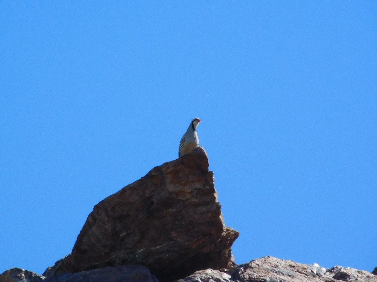 Chukar - ML344777931