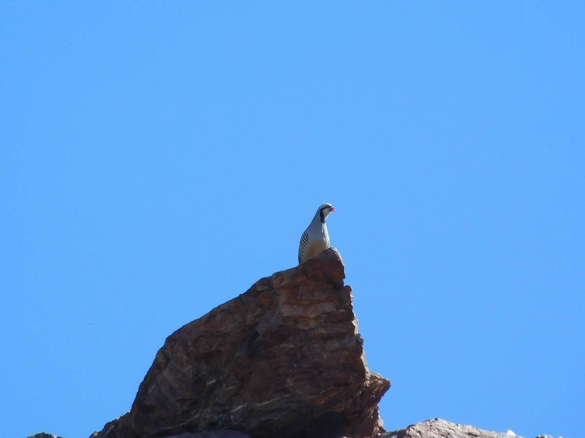 Chukar - ML344777951