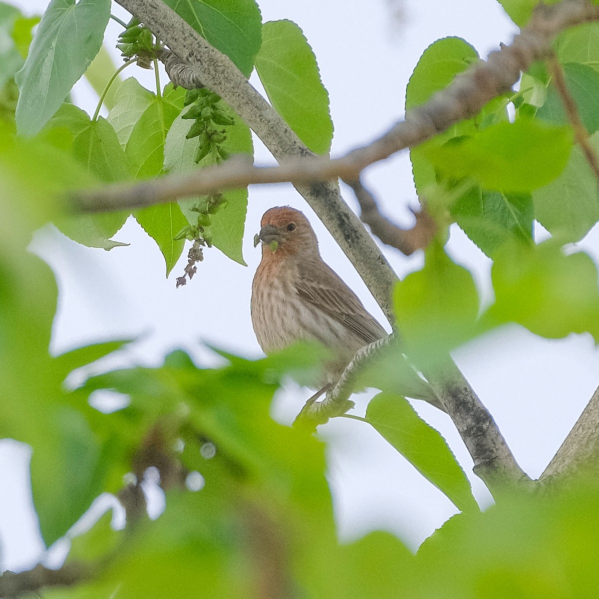 House Finch - ML344781071