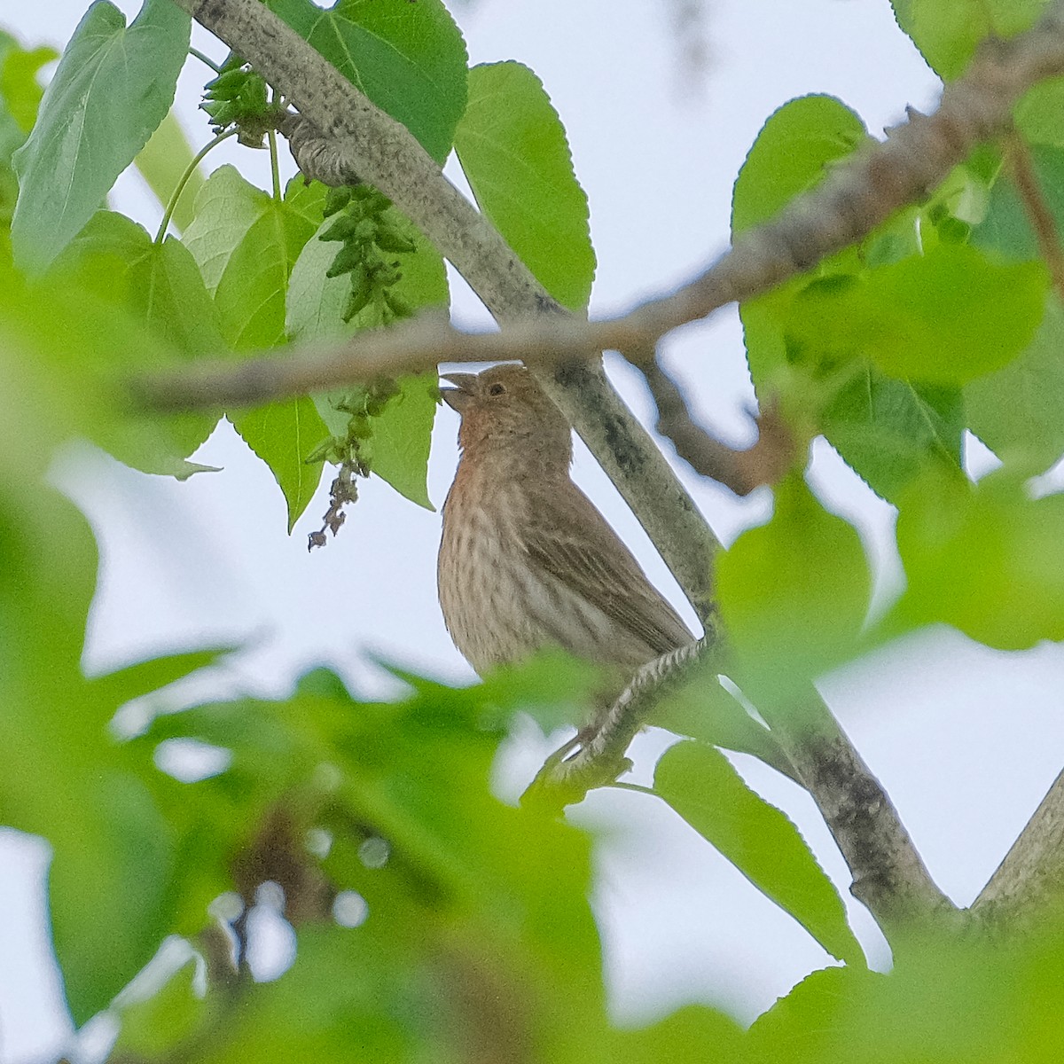 House Finch - ML344781091