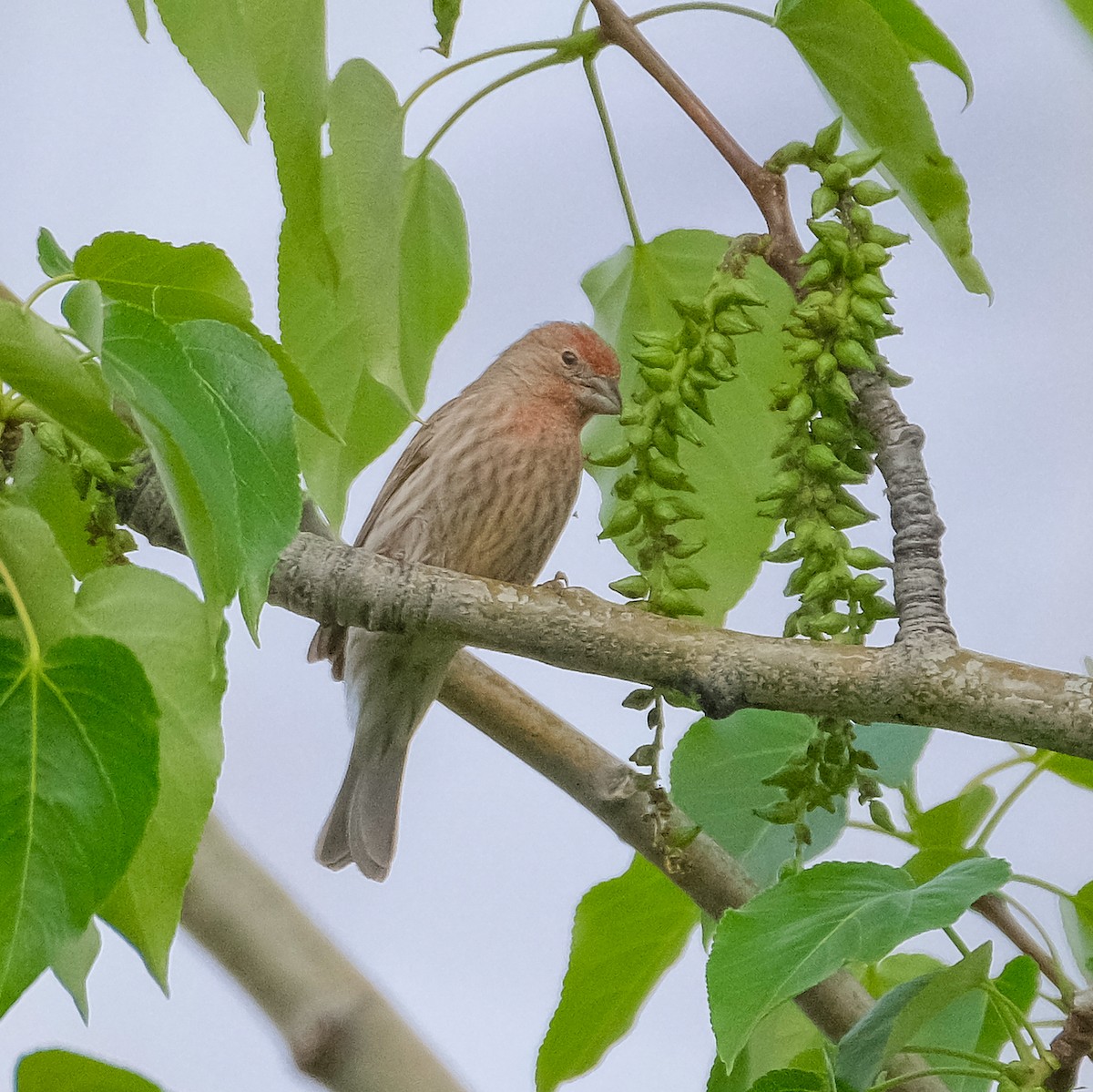 House Finch - ML344781101