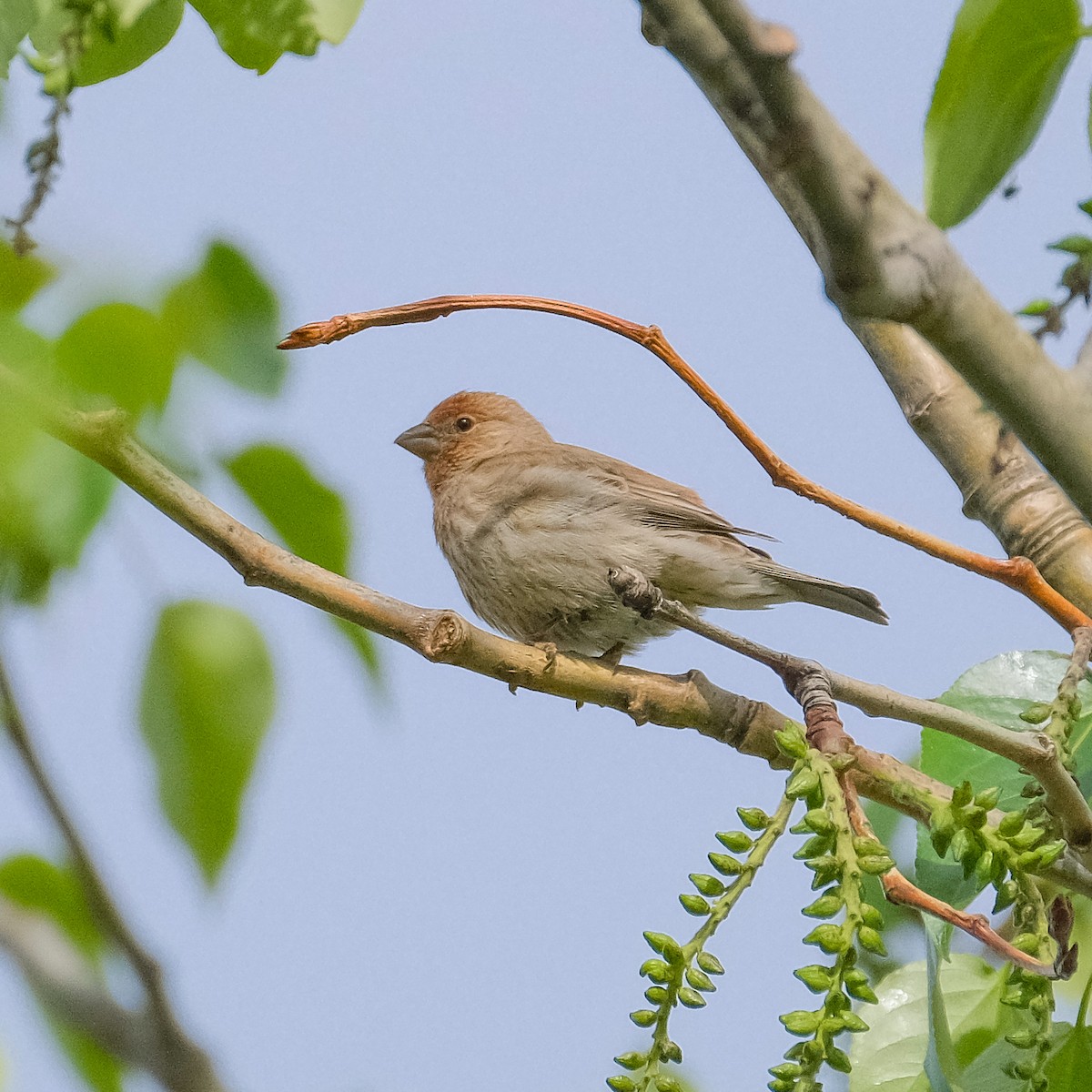 House Finch - ML344781111