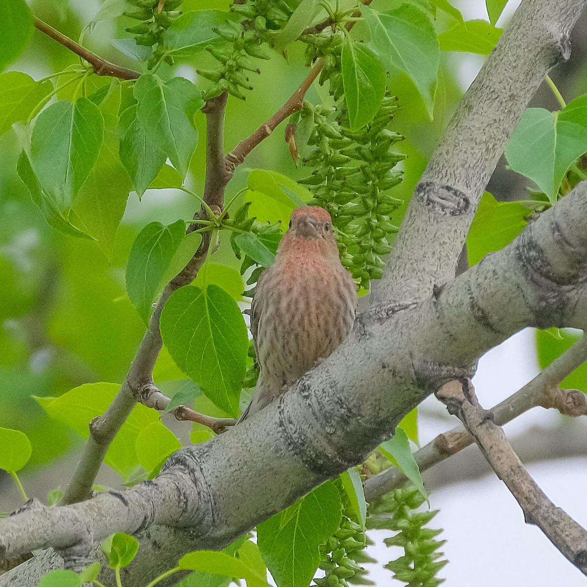 House Finch - ML344781141