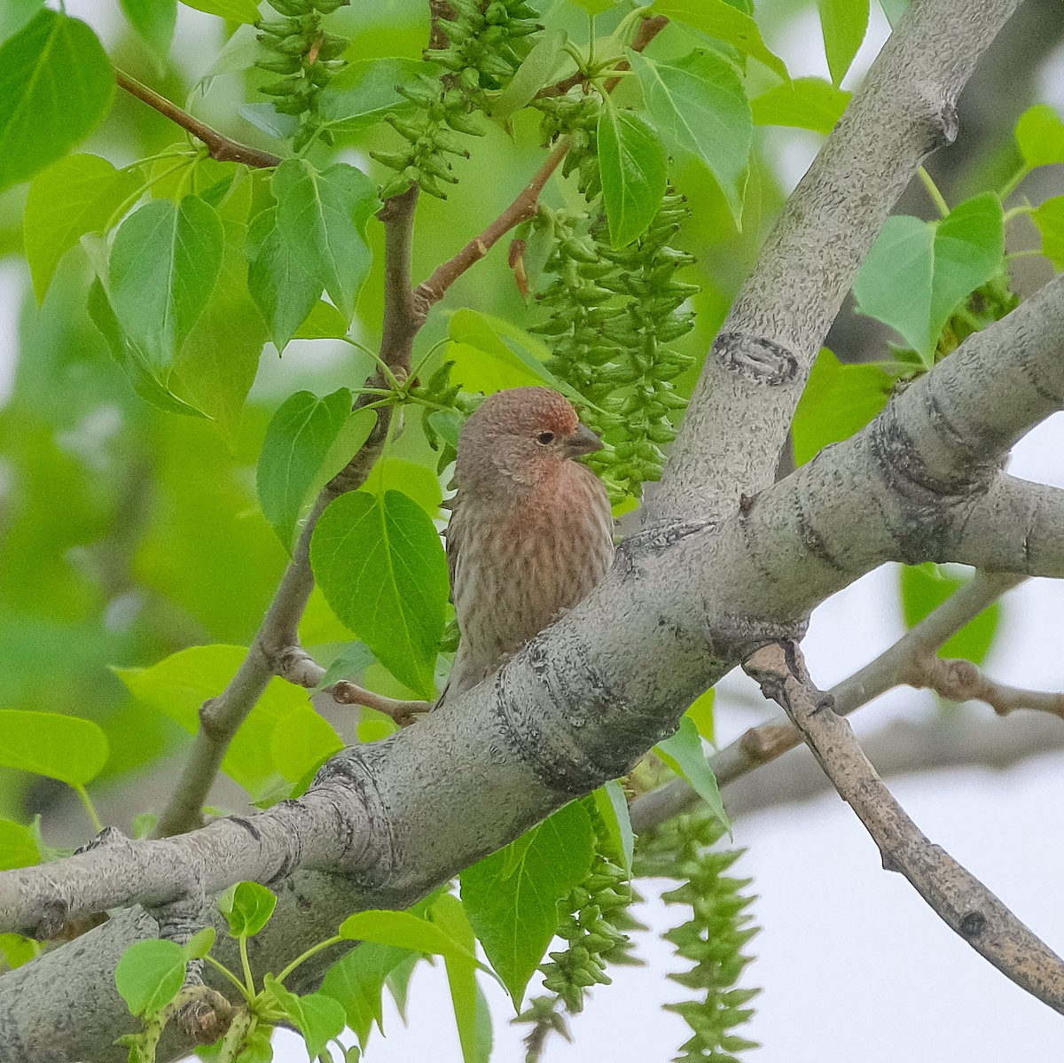 House Finch - ML344781161