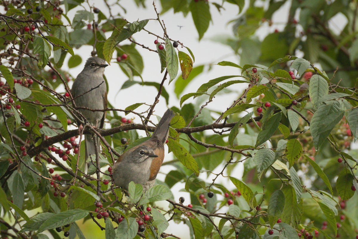 Brown-backed Solitaire - ML344781301