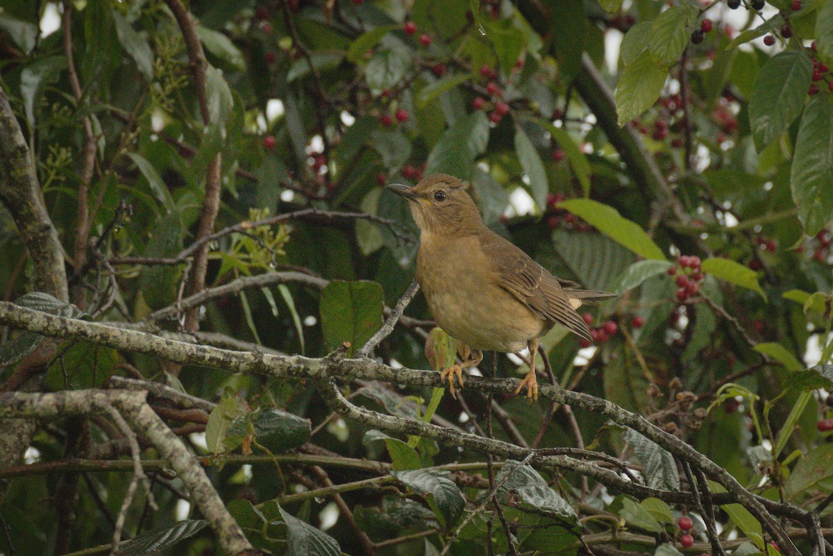 Black Thrush - ML344781351