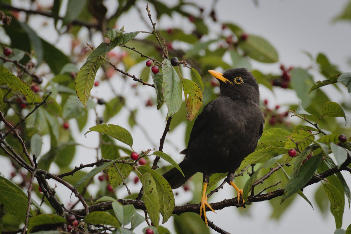 Black Thrush - ML344781451