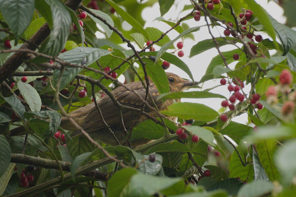 Black Thrush - ML344781491