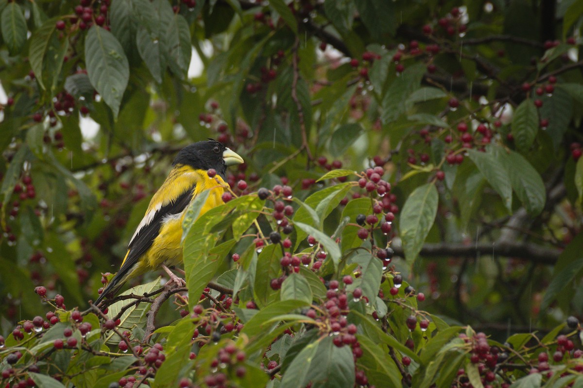 Hooded Grosbeak - ML344781501