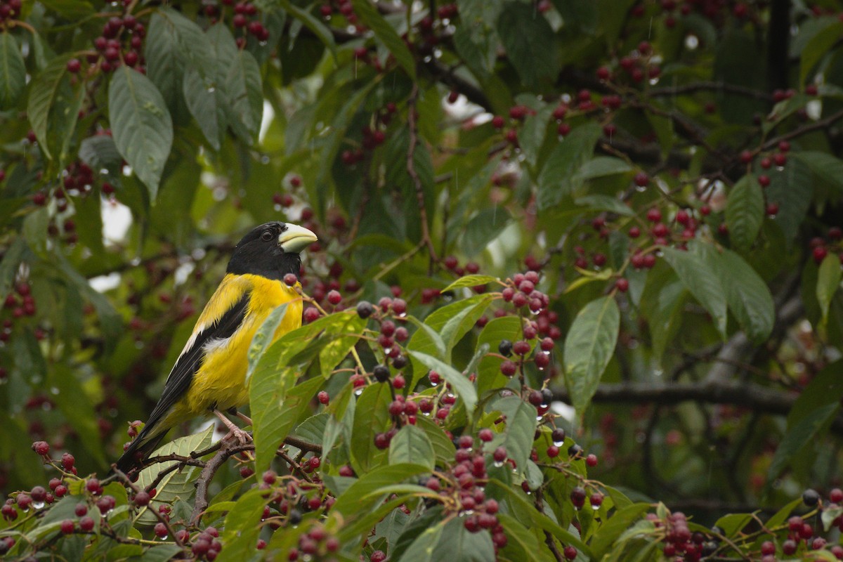 Hooded Grosbeak - ML344781511