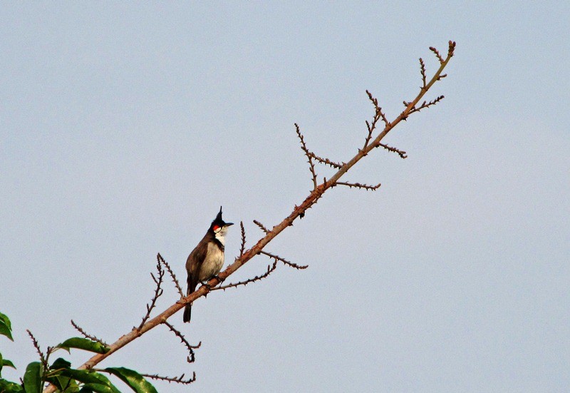 Red-whiskered Bulbul - Ramit Singal