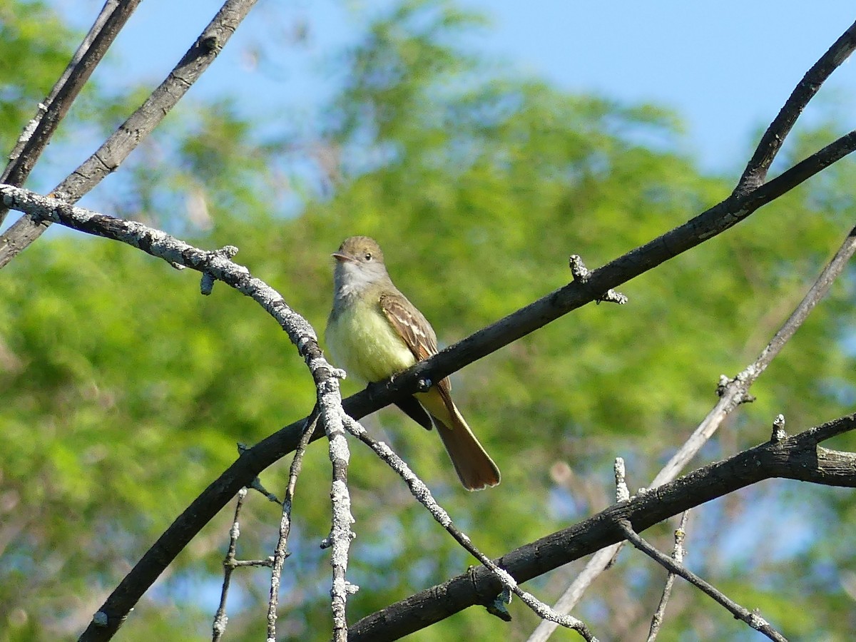 Great Crested Flycatcher - Catherine Lawrence