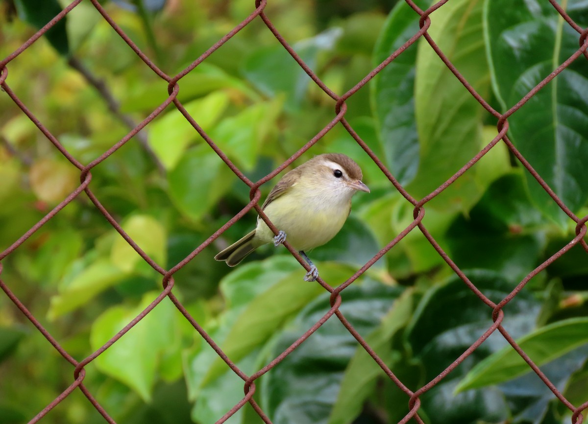 Brown-capped Vireo - ML344782581