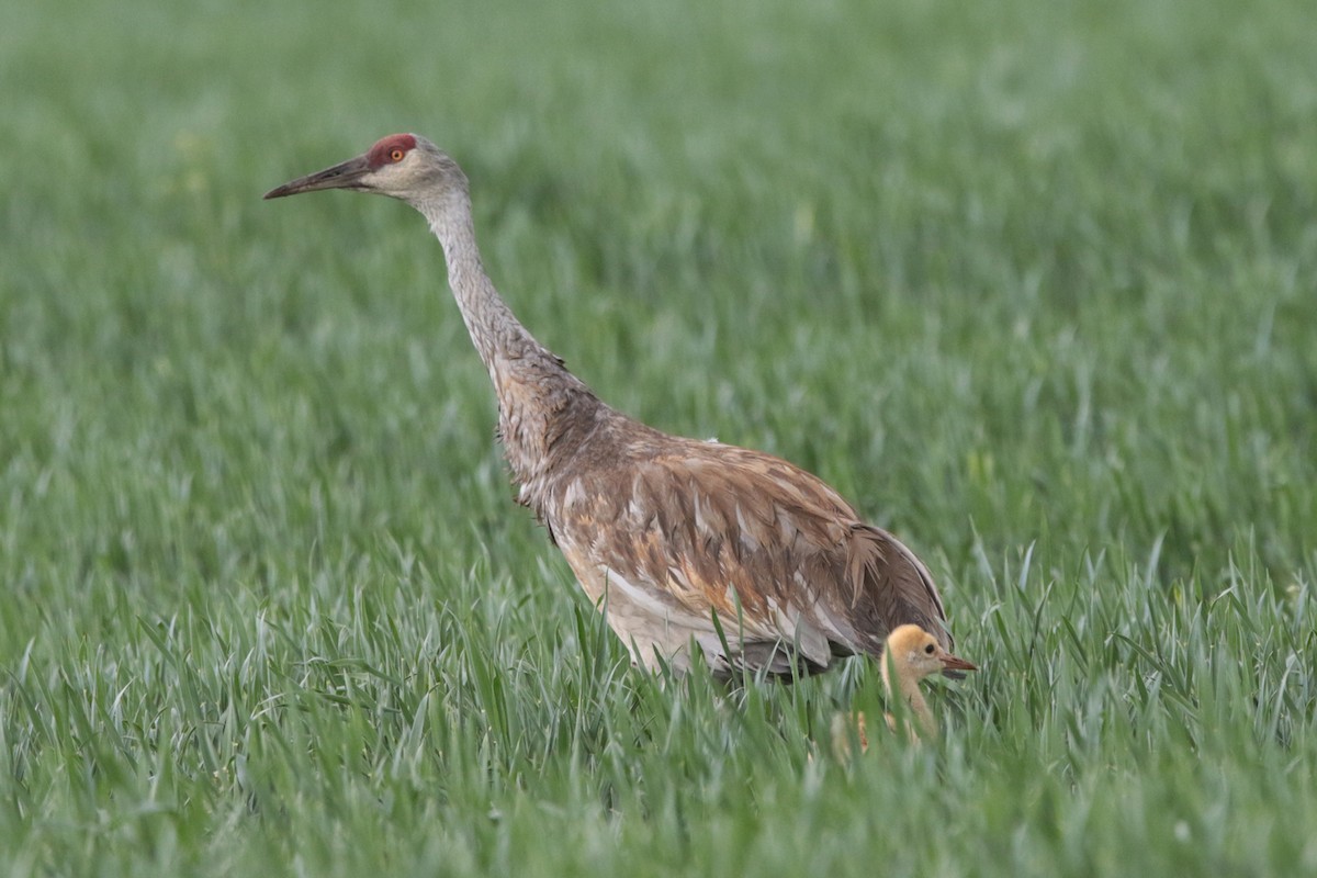 Sandhill Crane - ML344782741