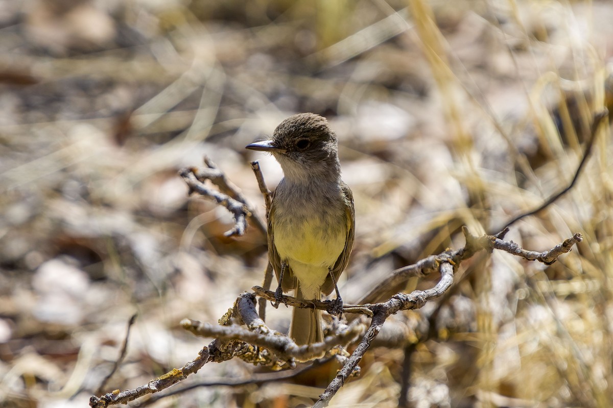 Dusky-capped Flycatcher (olivascens) - Andrew Newmark