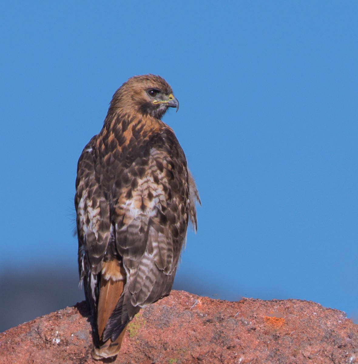 Red-tailed Hawk - ML344783161