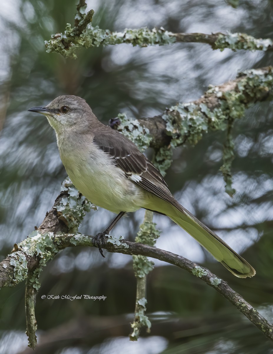 Northern Mockingbird - ML344783361