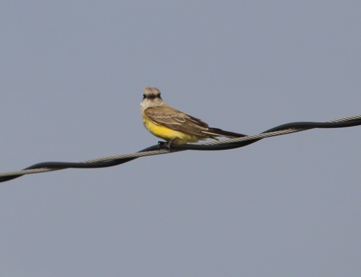 Western Kingbird - ML34478351