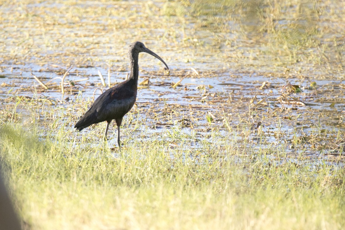 Glossy Ibis - John Cantwell