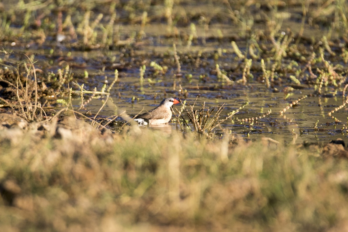 Long-tailed Finch - ML344785481