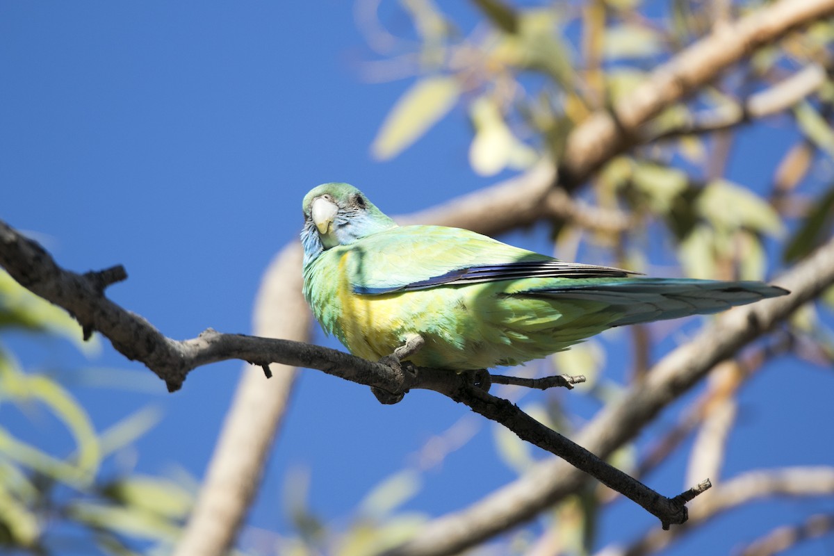 Воротничковый попугай (macgillivrayi) - ML344787281