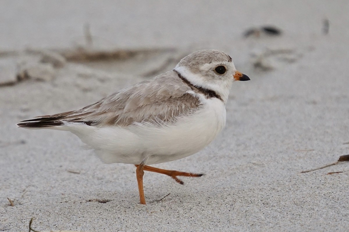 Piping Plover - ML344787691
