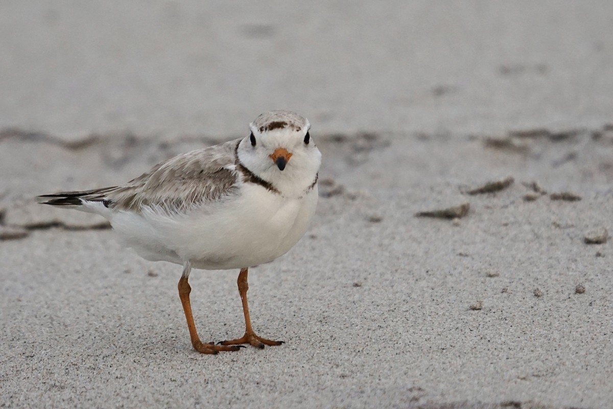 Piping Plover - ML344787701