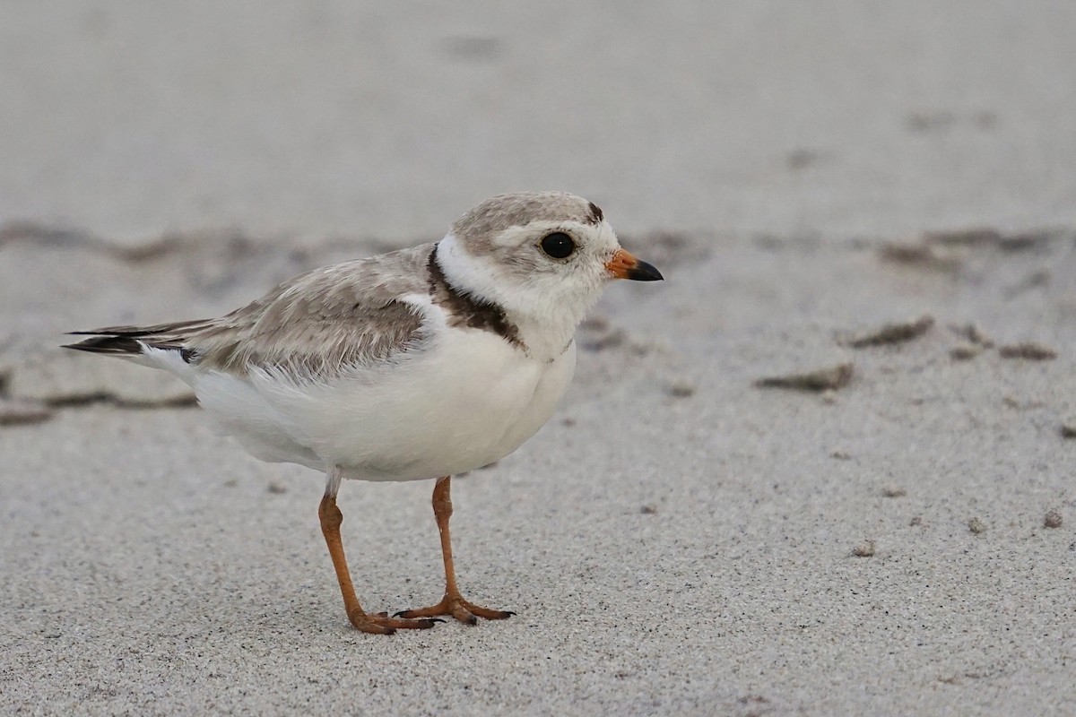 Piping Plover - ML344787711