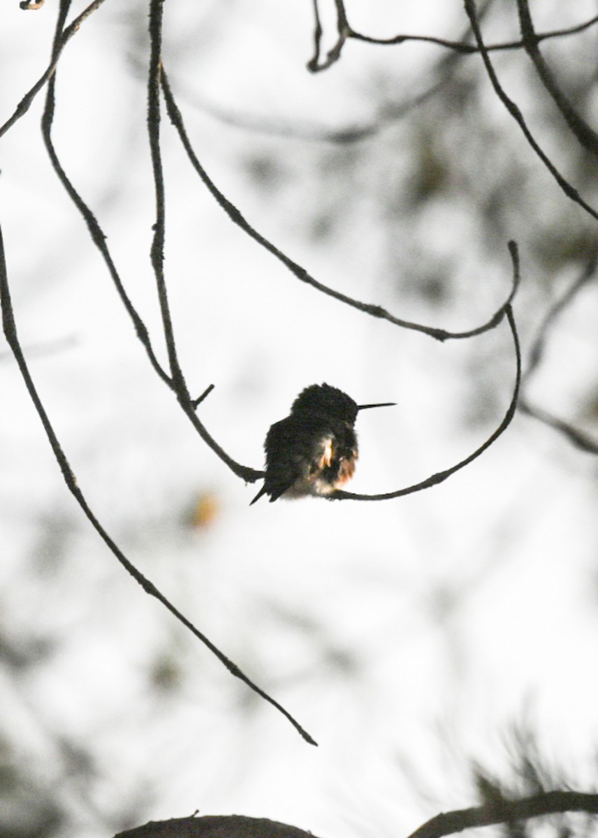 Ruby-throated Hummingbird - ML344787841