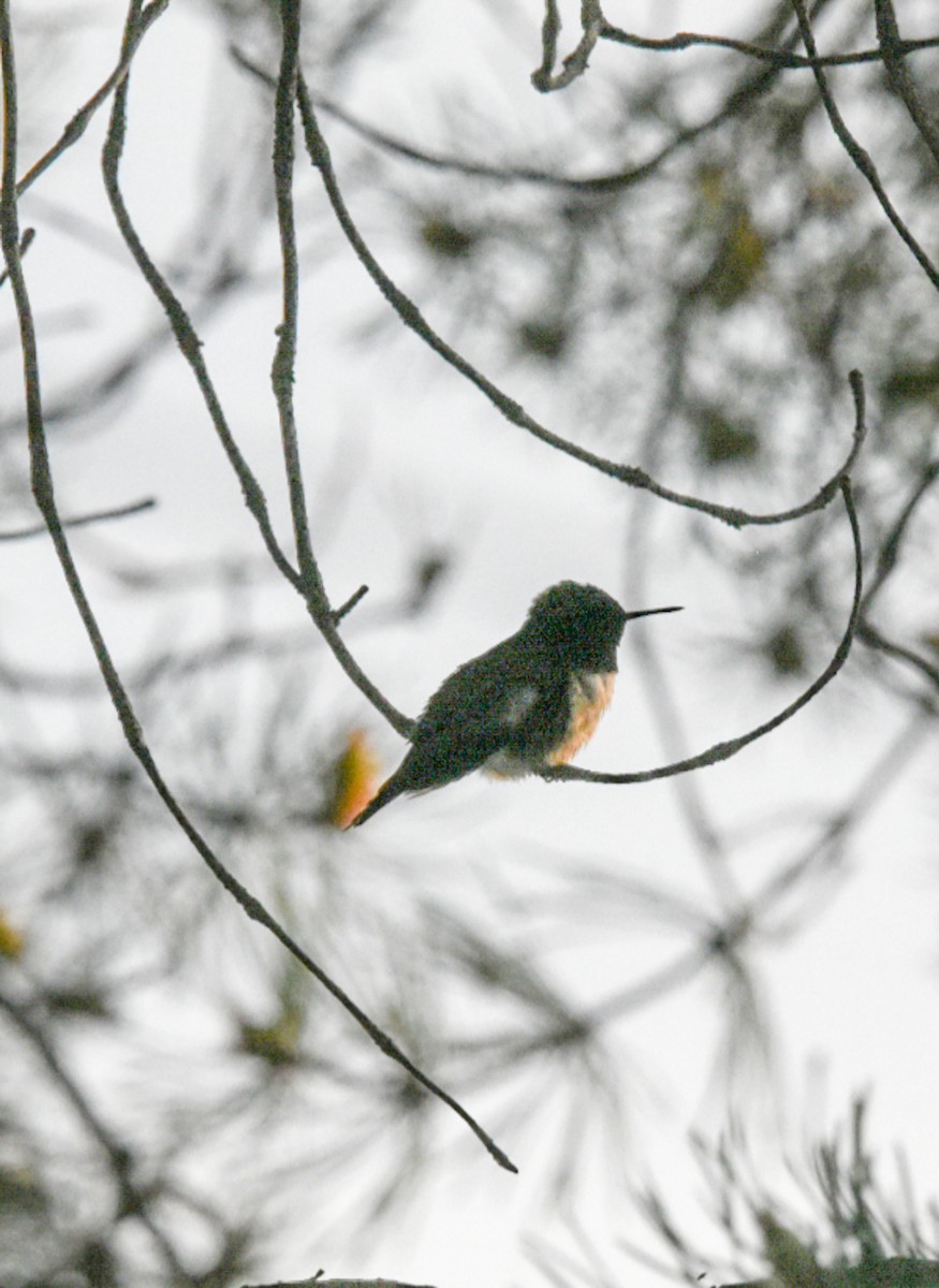 Ruby-throated Hummingbird - ML344787891