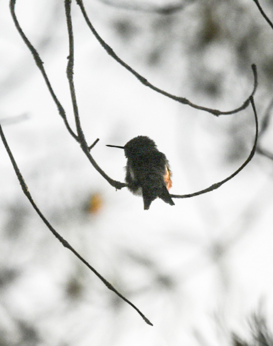 Ruby-throated Hummingbird - ML344787941